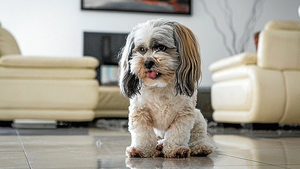 Meet Max: A five-year-old Lhasa Apso, Max joined the family a few months after they moved into their new home. “I never thought you could love an animal the way I love Max,” Paladino says.