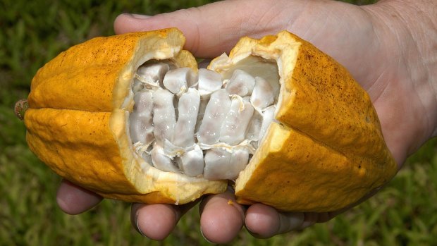 One of the cocoa pods grown in north Queensland.