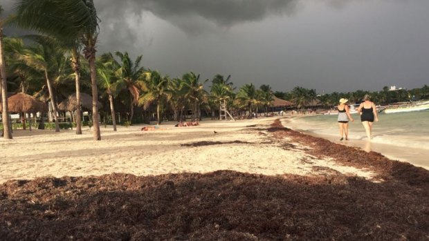 Seaweed is piled up on the beach of Akumal, a tourist town south of Cancun in October.