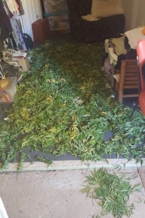 Cannabis was found at a property in Gundagai on Saturday.