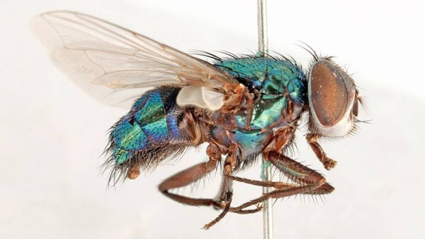 A pinned Australian sheep blowfly, Lucilia cuprina, from the Australian National Insect Collection at CSIRO Entomology.