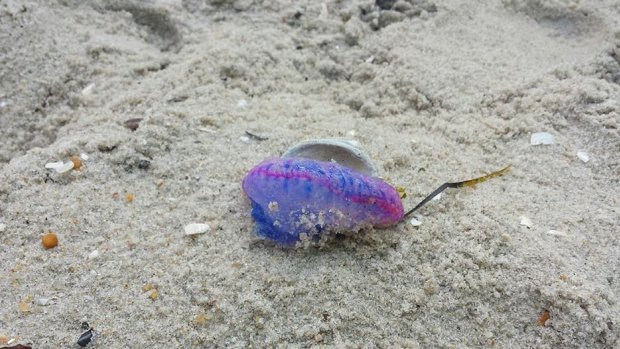 The bluebottle, or Portuguese Man O' War, that washed up on the beach in New Jersey.