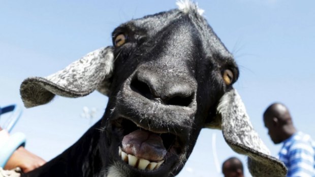 So why do goats have such weird eyes?
