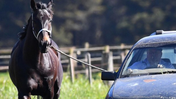 Banned: Country trainers will have to look for different ways to get their horses fit.