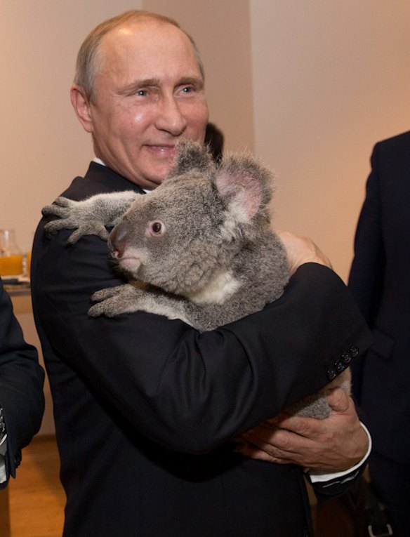 Even Russian President Vladimir Putin was charmed by a koala during the 2014 G20.