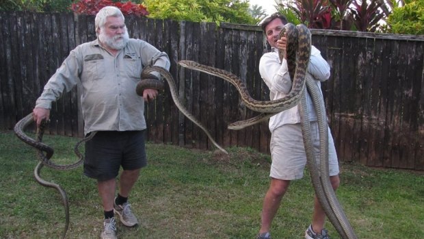 Snake catchers David Walton (right) and Steve (left): Two scrub pythons were found fighting in the roof of a Cairns home, with another two snakes watching on.