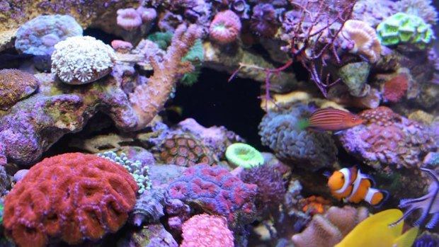 Coral is collected from the reef and the 'frags' are then attached to live rock to create a miniature marine biome