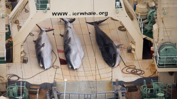 Small catch: Minke whales dead on the deck of the Japanese factory ship Nisshin Maru.
