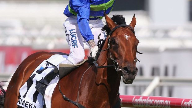 Dominant: After her big win in the Caulfield Cup Jameka could carry 54kg in the Melbourne Cup.