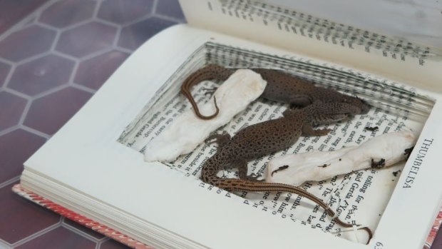 Hollowed-out books are also used to transport illegally trafficked animals.