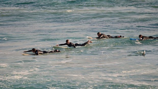 Rick Knoppert's amazing photograph last week of surfers heading to the shore at Mettams Pool after a shark was swimming among them.