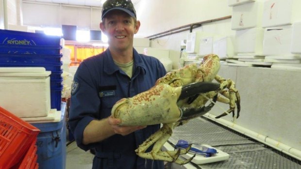 This massive Tasmanian King crab was found in a Brisbane seafood outlet.