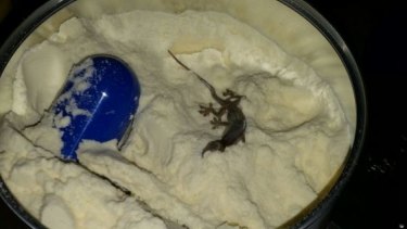 A tin of formula that a mother claims contained a lizard, possibly from Singapore. 