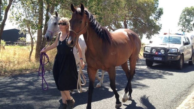 A Dardanup local leads her horses to safety.
