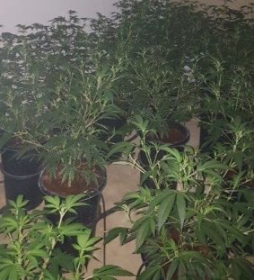 Police uncovered more than 200 plants on the property. 