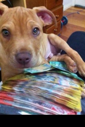 Latest post... Herodotou's dog with several thousand dollars in cash.