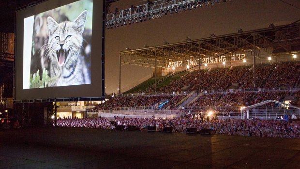 Canberra's first ever Cat Film Festival is on Friday night.