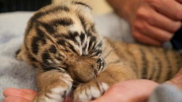 New tiger cub nicknamed 'The Messiah' has been born at Dreamworld.
