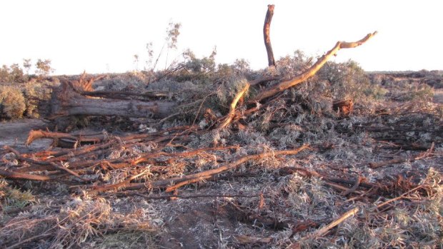 Land clearing at Croppa Creek, in northern NSW, is destroying key koala habitat.