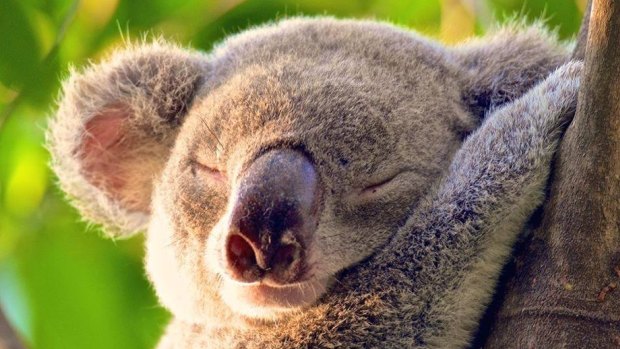 ''No tree, no me'' is one slogan koala supporters use to draw attention to the threat from land clearing. 