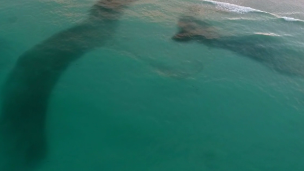 Drone pictures show massive "clouds" of bait fish on Broome's Cable Beach.