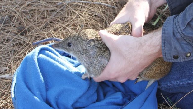 A southern brown bandicoot rescued by Stirling wildlife officers.