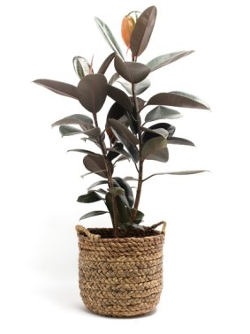 The rubber tree is easy to maintain indoors.