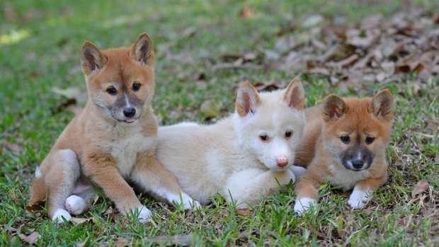 Australia Zoo's new alpine dingo pups - Jira, Archie and Eve.