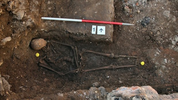 The twisted skeleton of King Richard III that was uncovered by a University of Leicester archaeology team. 
