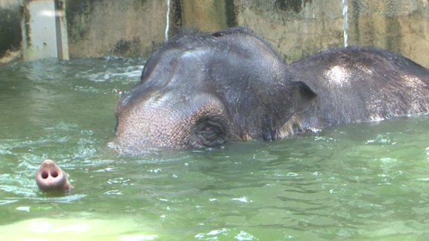 Permai enjoys a swim.