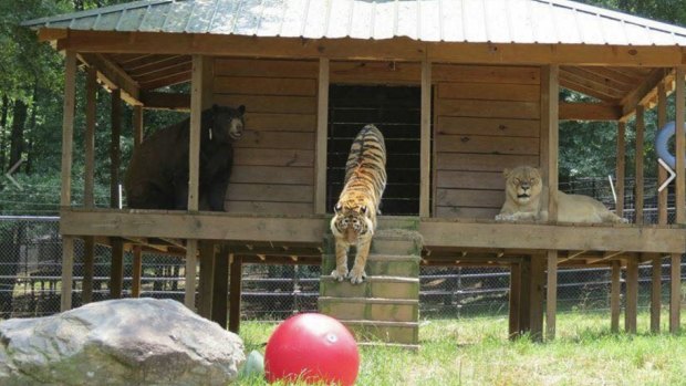 "The BLT" are a very unusual family - consisting of a bear, a lion and a tiger. The three were rescued in a drug raid 15 years ago, and have been inseparable ever since.  
