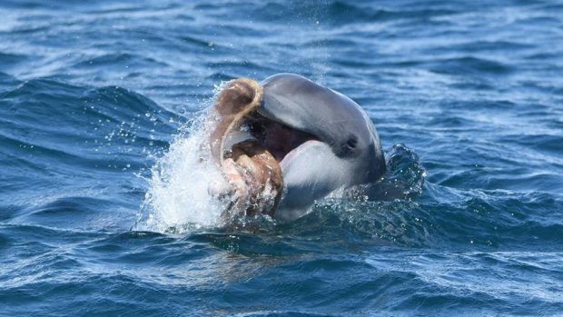 A dolphin playing with a octopus off the Mandurah coast.