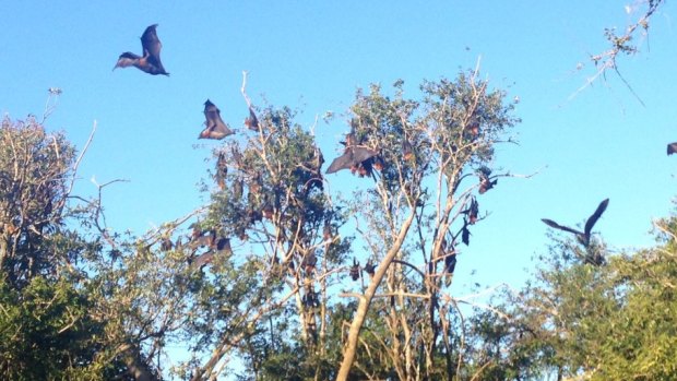 Flying foxes take wing in a reserve in Kareela, in Sutherland.