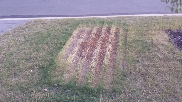 A person posted a picture in the Harrisdale and Piara Waters Facebook chat page of their lawn dying after delays to the verge collection.