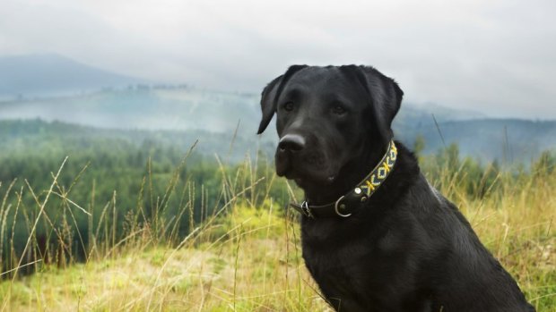 Wanted less than other dogs? A black labrador retriever looks on. 