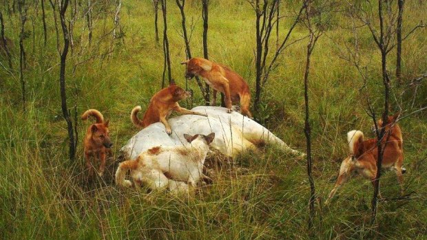 Wild dogs feeding on a carcass. 
