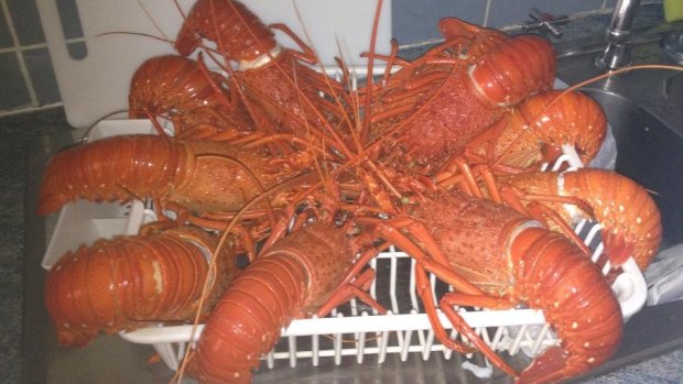 Knowler hauled in four rock lobster pots belonging to a commercial fisherman. (file photo)