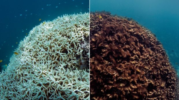 Images taken around Lizard Island on the Great Barrier Reef in May show the aftermath of coral bleaching.
