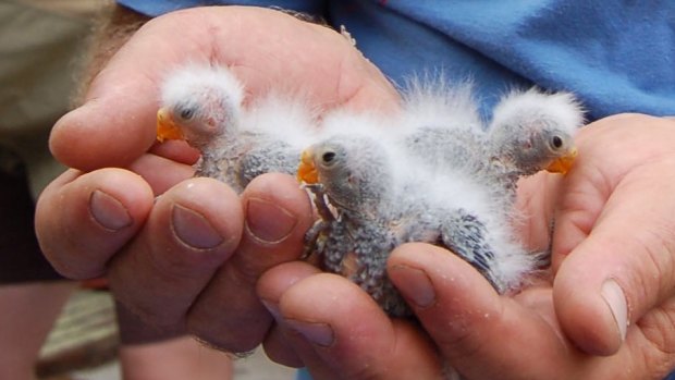 The intensive breeding program gives hope to the orange bellied parrot's survival.