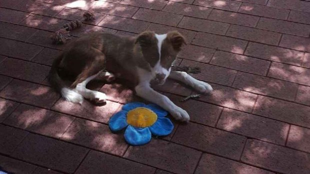 Jasmine was allegedly stolen from her owner's Nedlands backyard by her previous owner. 
