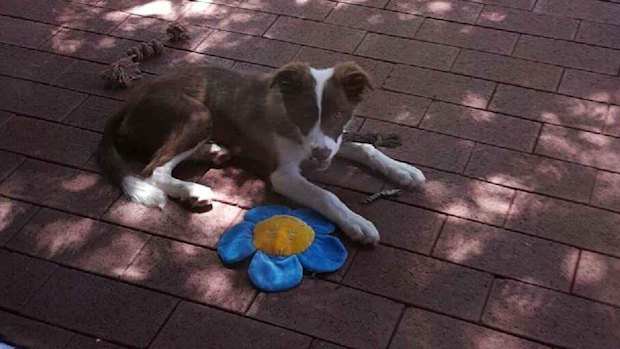 Jasmine was allegedly stolen from her owner's Nedlands backyard by her previous owner. 