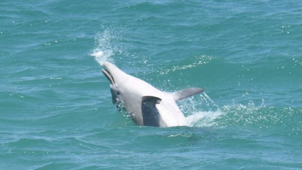 Many dolphins around the world have been sighted playing with blowfish.