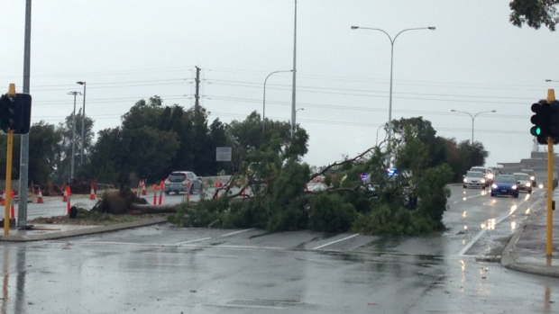 A fallen tree blocked East Parade in Perth on Saturday.