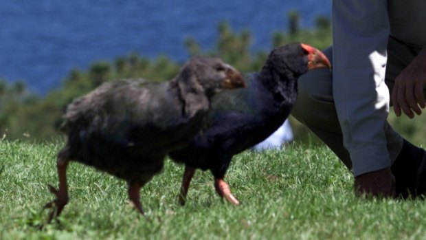 Four critically endangered takahe birds have been shot by hunters in New Zealand.