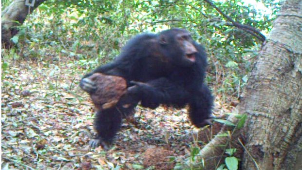 When chimpanzees throw stones at trees, is this instinct or evidence of culture? 
At the Chimbo Foundation in Guinea Bissau, some impressive videos were recorded which confirmed the researchers' suspicion that chimpanzees were responsible for these stone piles and were regularly visiting these trees. 