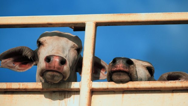 Emergency services workers are trying to find all the stray cattle 