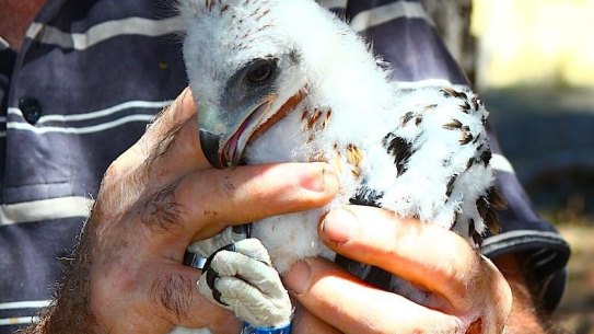 A colour-banded little eagle nestling from near Strathnairn.  