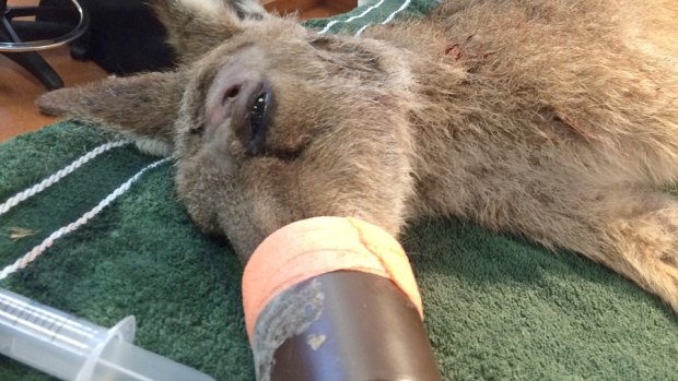 A kangaroo shot in the head with an arrow in Toorbul has undergone surgery at the Australia Zoo Wildlife Hospital.