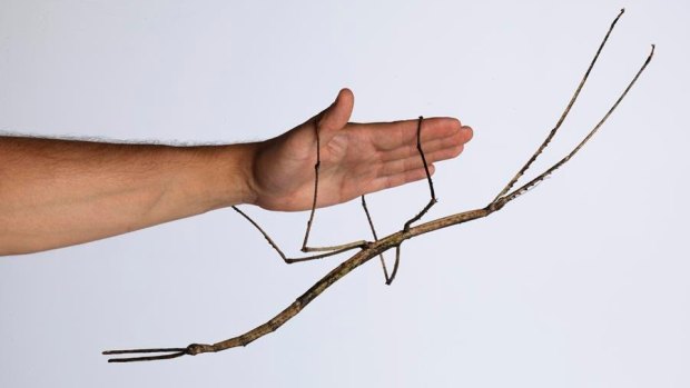 The first generation of gargantuan stick insects bred in captivity come from one female: Lady Gaga.
