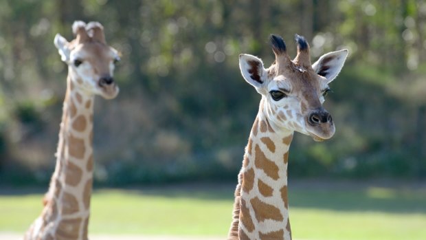 Two giraffes, Tulip and Lily, were born at Australia Zoo this year.